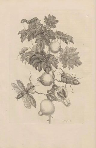 Maria Sibylla Merian - Dissertatio de generatione et metamorphosibus insectorum surinamensium Pl27.webp