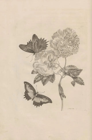 Maria Sibylla Merian - Dissertatio de generatione et metamorphosibus insectorum surinamensium Pl31.webp