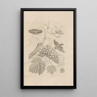 Maria Sibylla Merian - Dissertatio de generatione et metamorphosibus insectorum surinamensium Pl34.webp