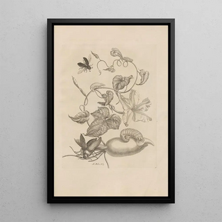 Maria Sibylla Merian - Dissertatio de generatione et metamorphosibus insectorum surinamensium Pl50.webp