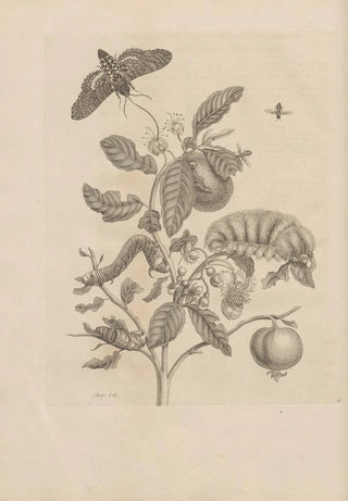 Maria Sibylla Merian - Dissertatio de generatione et metamorphosibus insectorum surinamensium Pl57.webp