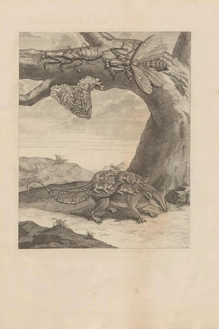 Maria Sibylla Merian - Dissertatio de generatione et metamorphosibus insectorum surinamensium Pl66.webp