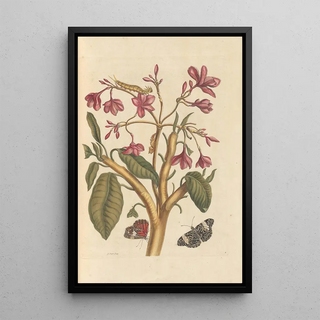 Maria Sibylla Merian - Dissertation sur la generation et les transformations des insectes de Surinam Pl04.webp