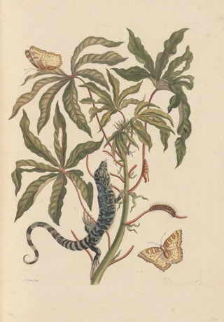 Maria Sibylla Merian - Dissertation sur la generation et les transformations des insectes de Surinam Pl11.webp