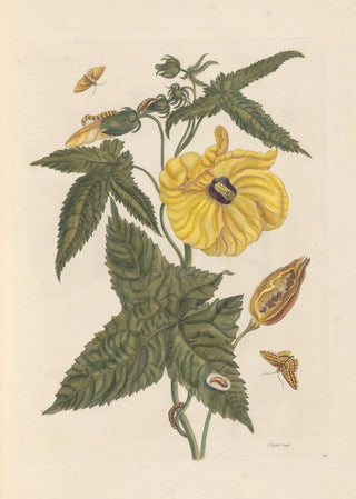 Maria Sibylla Merian - Dissertation sur la generation et les transformations des insectes de Surinam Pl20.webp