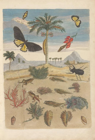 Maria Sibylla Merian - Dissertation sur la generation et les transformations des insectes de Surinam Pl43.webp