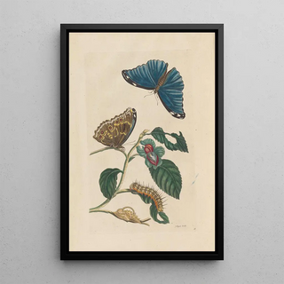 Maria Sibylla Merian - Dissertation sur la generation et les transformations des insectes de Surinam Pl51.webp