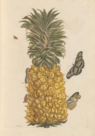 Maria Sibylla Merian - Dissertation sur la generation et les transformations des insectes de Surinam Pl52.webp