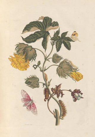 Maria Sibylla Merian - Dissertation sur la generation et les transformations des insectes de Surinam Pl54.webp