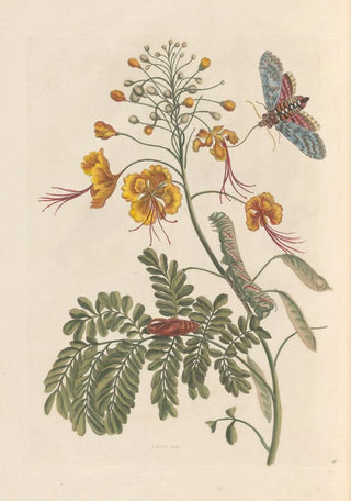 Maria Sibylla Merian - Dissertation sur la generation et les transformations des insectes de Surinam Pl61.webp