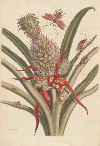 Maria Sibylla Merian - Dissertation sur la generation et les transformations des insectes de Surinam Pl64.webp