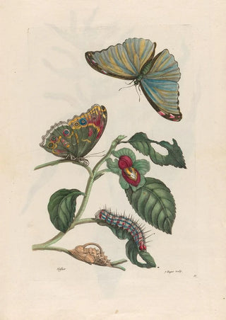 Maria Sibylla Merian - Neflier.webp