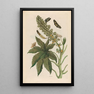 Maria Sibylla Merian - Palma Christi.webp