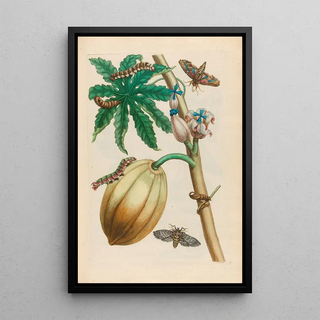 Maria Sibylla Merian - Papaya.webp