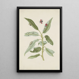Maria Sibylla Merian - Willow leaves with poplar leaf beetle eggs and larvae.webp