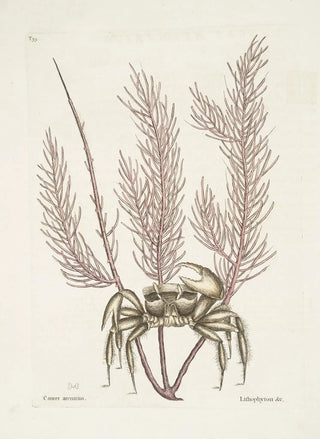 Mark Catesby - Cancer arenarius The SandCrab Lithophyton c.webp