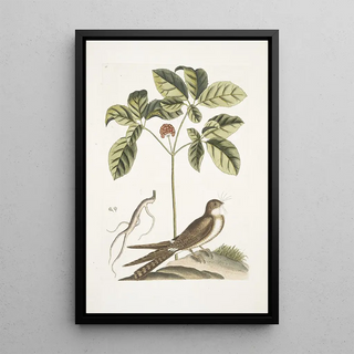 Mark Catesby - Caprimulgus minor Americanus The WhippoorWill Aureliana Canadensis The Ginseng or Ninsin of the Chinese.webp