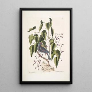 Mark Catesby - Coccothraustes purpurea The purple Grossbeak Toxicodendron foliis alatis c The Poison Wood.webp