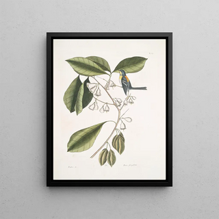 Mark Catesby - Frutex c Parus fringillaris The FrinchGreeper.webp