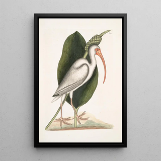 Mark Catesby - Numenius albus The White Curlew.webp