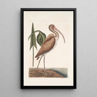 Mark Catesby - Numenius fuscus The Brown Curlew.webp