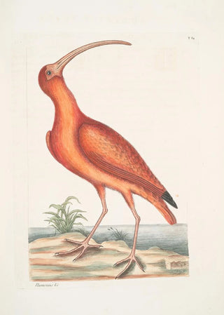 Mark Catesby - Numenius ruber The Red Curlew.webp
