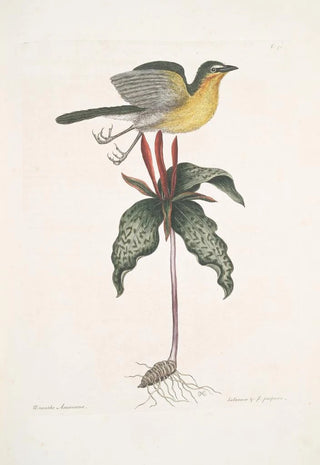 Mark Catesby - Oenanthe Americana The yellow breasted Chat Solanum c.webp