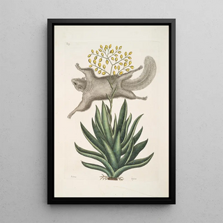 Mark Catesby - Sciurus The FlyingSquirrel Viscum.webp