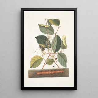 Mark Catesby - Scolopendra Hamamelis.webp