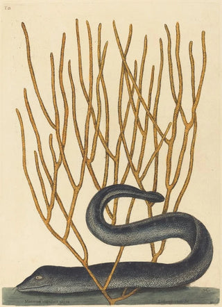 Mark Catesby - The Black Muray Muraenae helenae varietas.webp