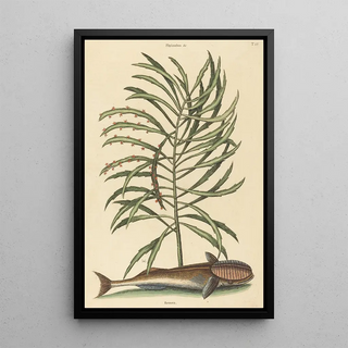 Mark Catesby - The Sucking Fish Echeneis naucratis.webp