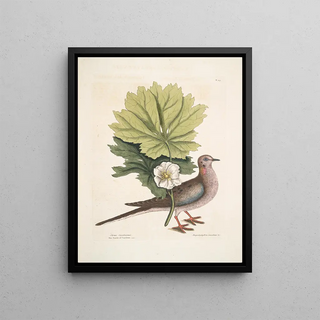 Mark Catesby - Turtur Caroliniensis The Turtle of Carolina Anapodophyllon Canadense c The May Apple.webp