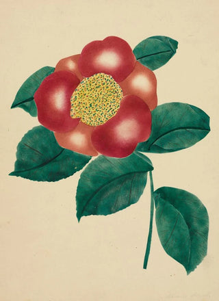 Mary Altha Nims - Chinese Flower.webp