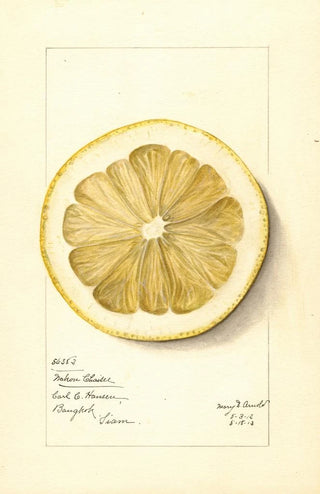 Mary Daisy Arnold - Citrus grandis Mahon Chaisee.webp