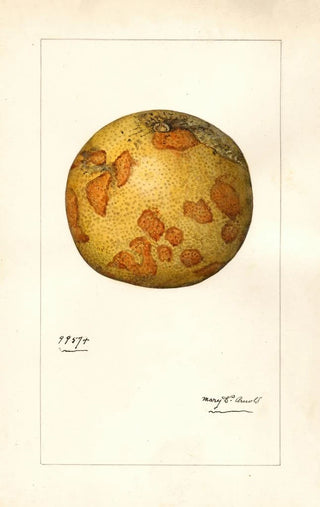 Mary Daisy Arnold - Citrus paradisi.webp