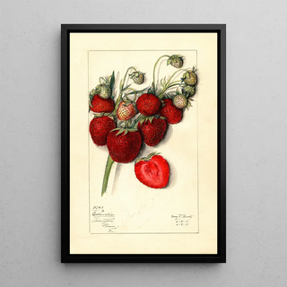 Mary Daisy Arnold - Fragaria Columbia.webp