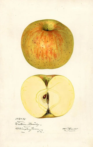 Mary Daisy Arnold - Malus domestica Western Beauty.webp