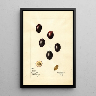 Mary Daisy Arnold - Olea europaea Mission.webp