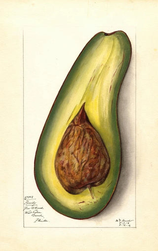 Mary Daisy Arnold - Persea Family.webp