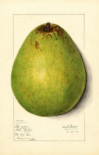 Mary Daisy Arnold - Persea Persea Americana.webp