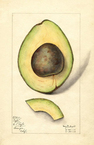 Mary Daisy Arnold - Persea Taft.webp