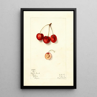 Mary Daisy Arnold - Prunus avium Roe.webp