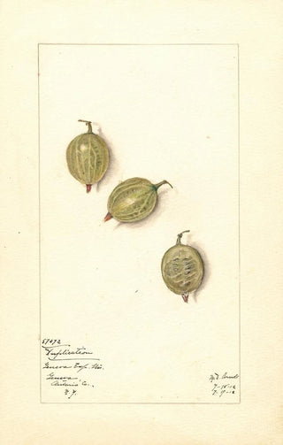 Mary Daisy Arnold - Ribes Duplication.webp