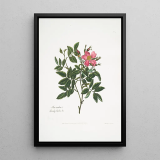 Mary Lawrance - Rosa cardina.webp