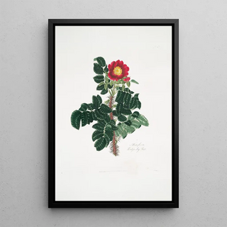 Mary Lawrance - Rosa ferox.webp