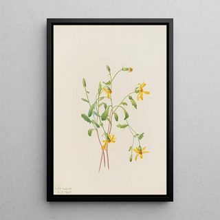 Mary Vaux Walcott - Alpine Ragwort Senecio species.webp