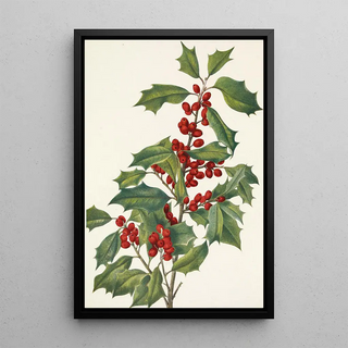 Mary Vaux Walcott - American Holly Ilex opaca.webp