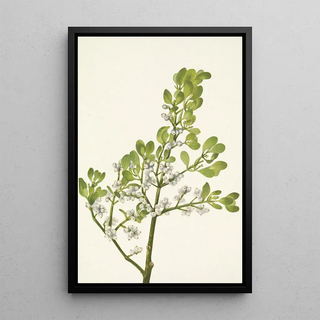 Mary Vaux Walcott - American Mistletoe Phoradendron flavescens.webp