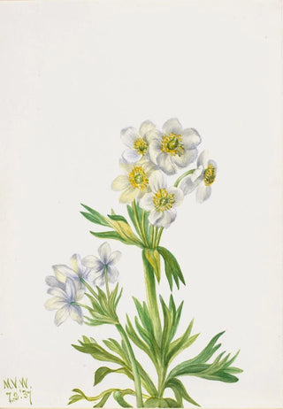 Mary Vaux Walcott - Anemone Anemone zephyra.webp