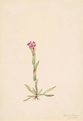 Mary Vaux Walcott - Arabis lyallii.webp